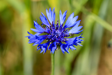 Blühende Kornblume