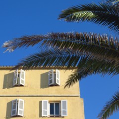 Fototapeta na wymiar Palm tree with a house and blue sky