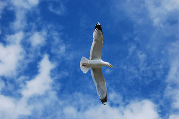 Чайка в голубом небе