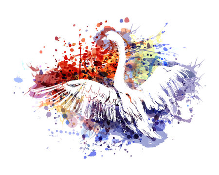 Vector color illustration swan