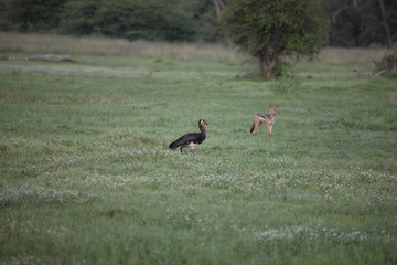 Jackal wild dangerous mammal africa savannah Kenya