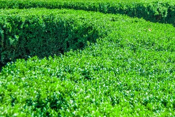 background of shallow green lush foliage with partial blurring