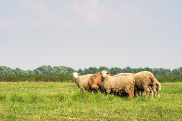 Herd of rams are grazed on a meadow in summer sunny day