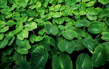 Botanic Pattern from Azores, Portugal.