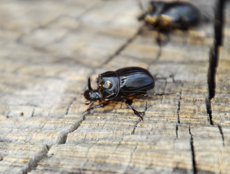 A rhinoceros beetle on a cut of a tree stump. A pair of rhinoceros beetles