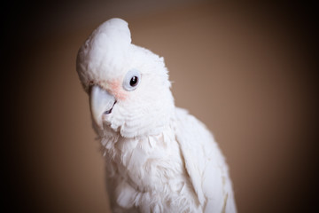 Goffin's Cockatoo Portrait © Jeanette Fellows