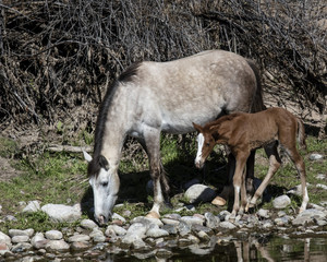 Wild Horses Lower Salt River Arizona USA