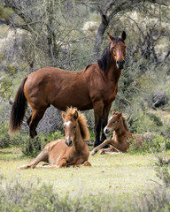 Wild Horses Lower Salt River