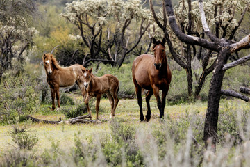Fototapeta na wymiar Wild Horses Lower Salt River