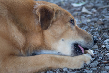 Thai dog