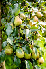 Red-green pears ripen in the summer in the garden 