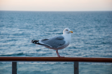 Obraz premium Seagull sitting on a guardrail