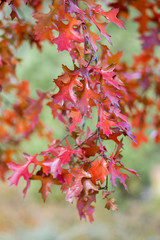 Quercus coccinea red leaves during autumn season, ornamental tree