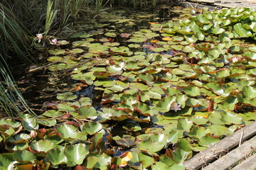 A Beautiful Collection of Water Lillies in a Garden Pond.