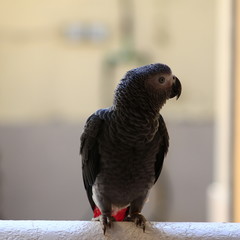 African grey