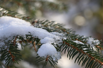close-up of a fir branch with snow