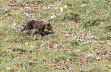 brown bear in Asturian lands, descending the mountain in search of food