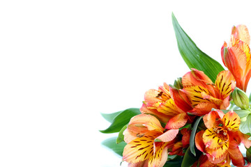 Alstroemeria on a white.  Empty space for Your text.