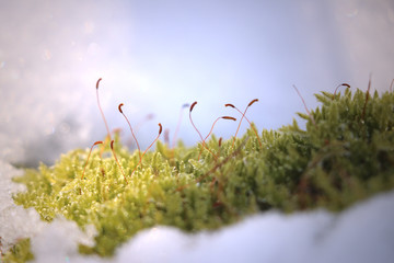 close-up moss with snow and ice