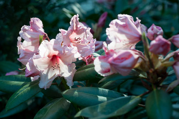 Branch with buds of pink rhododendron