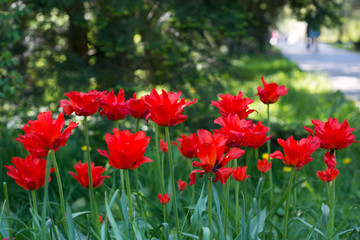 Red tulips blossom in spring