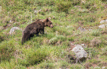 Obraz na płótnie Canvas brown bear in Asturian lands, descending the mountain in search of food