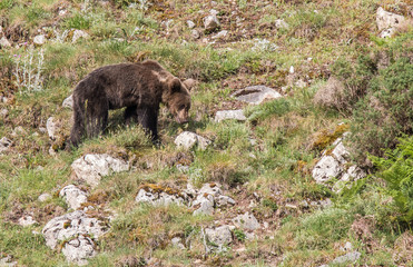brown bear in Asturian lands, descending the mountain in search of food