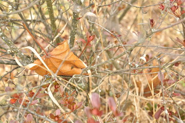 Dry leaf in bush