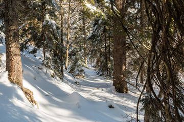 A winter wonderland covered in snow. 