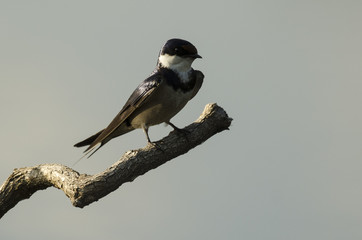 Hirondelle à gorge blanche,.Hirundo albigularis, White throated Swallow © JAG IMAGES