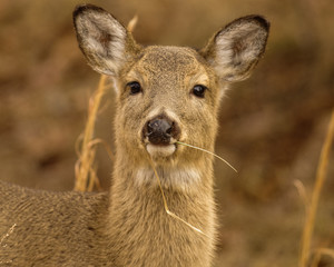 Winter coat of a young whitetail deer