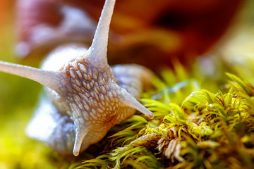 Helix pomatia also Roman snail, Burgundy snail