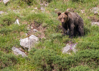 Plakat brown bear in Asturian lands, descending the mountain in search of food