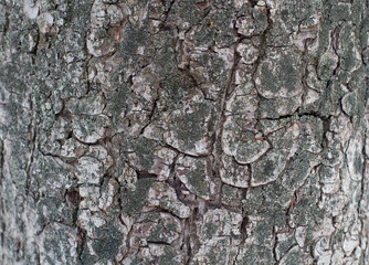 Macro Tree Bark