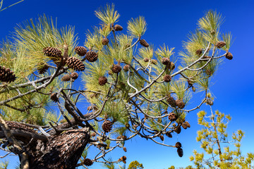 sosna z szyszkami, Teneryfa, Wyspy Kanaryjskie © TOP67