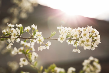 Apple tree with flowers in morning sunlight