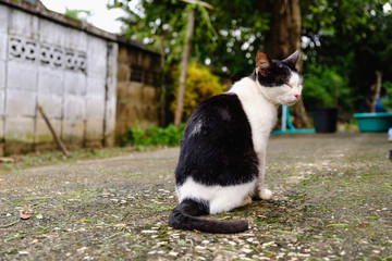 Cat is sitting and smile