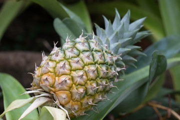Obraz premium pineapple
