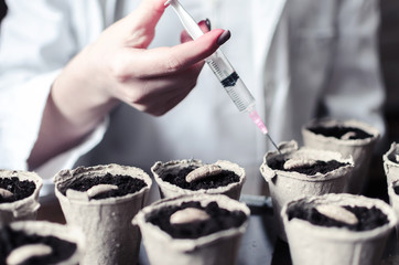 Doctor or biologist tests seed for planting