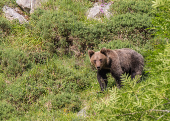 brown bear in Asturian lands, descending the mountain in search of food