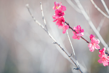 Pink tree flowers, spring blossom
