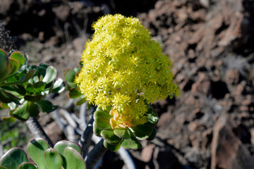 La Gomera: tree aeonium