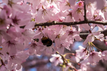 Cherry tree blooming with a bee in a middle in New Zealand.