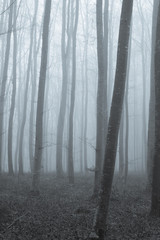 Bäume im Nebel