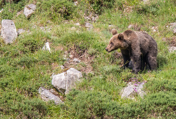 Fototapeta na wymiar brown bear in Asturian lands, descending the mountain in search of food