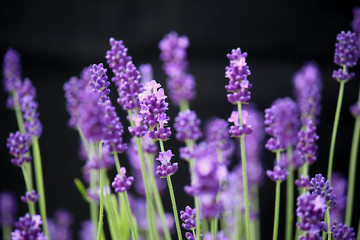 Lovely lavender stems against black background