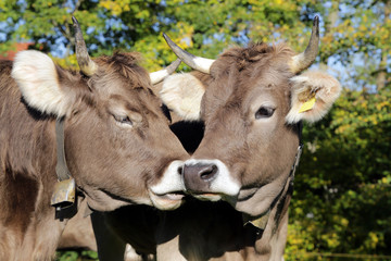 K&uuml;he auf der Alm