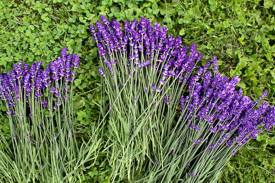 Bunches of freshly cut lavender laying on green clover