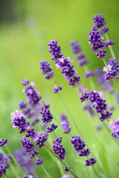 Beautiful purple lavender plant against green background
