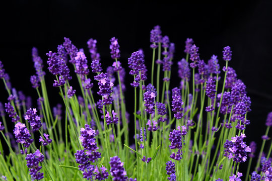 Beautiful purple lavender plant against black background